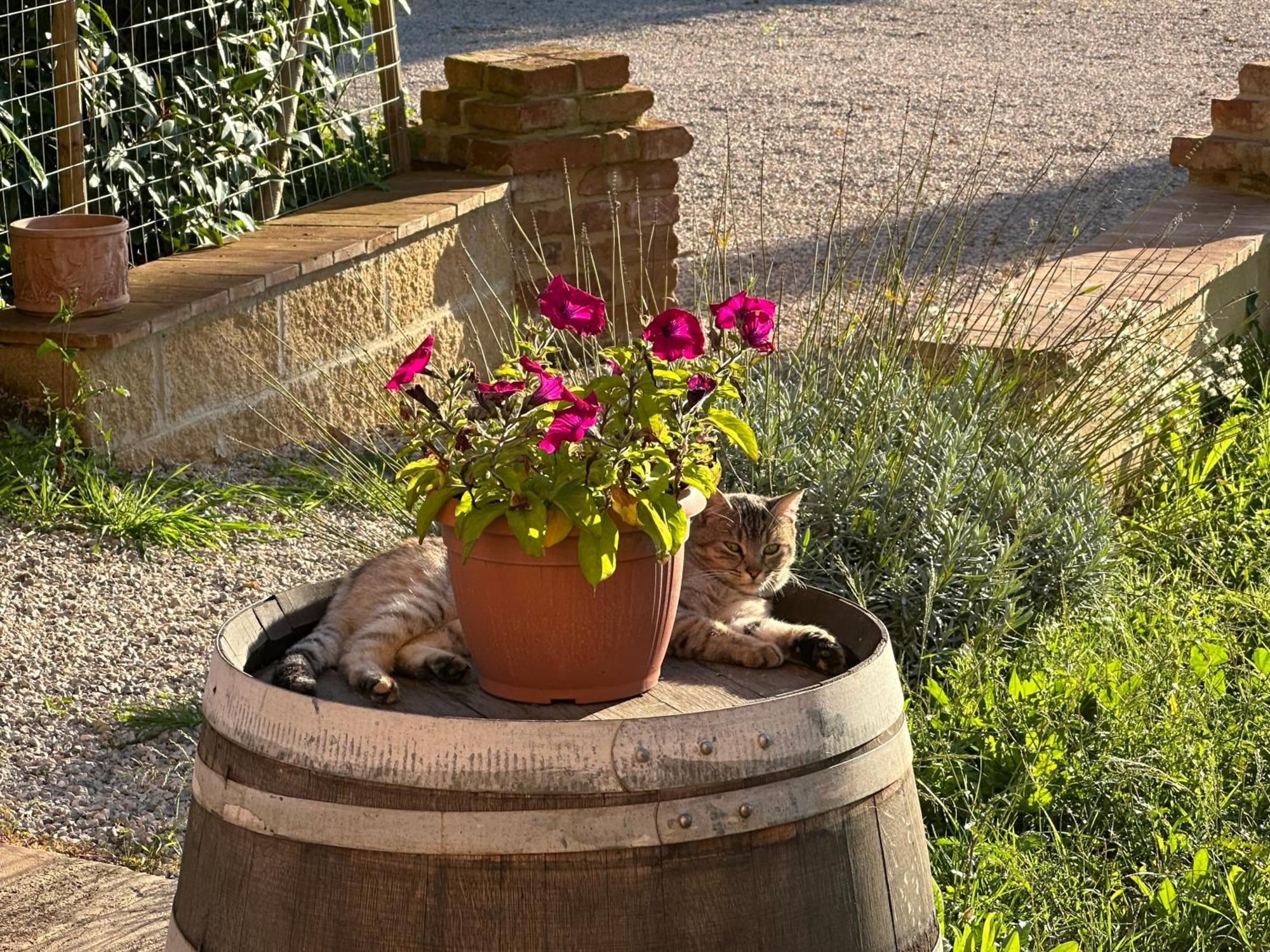 Ferienwohnung Fornace Del Conte Abbadia di Montepulciano Exterior foto